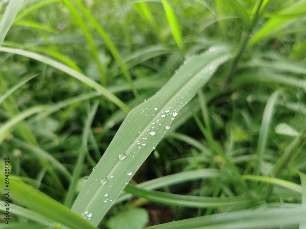 close up on the dew on green grass close up on the dew on green grass