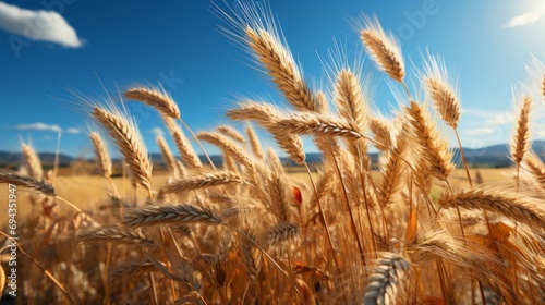 An idyllic summer scene, with a vast field of golden wheat swaying in the breeze under a clear blue sky, symbolizing the abundance and nourishment of nature's harvest photo