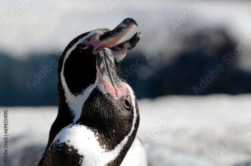 ペンギン