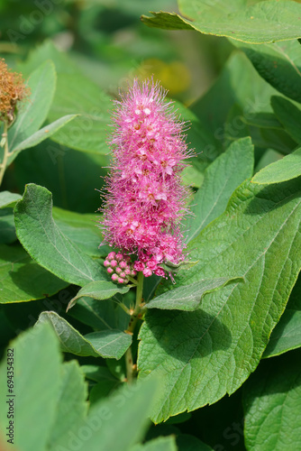 Closeup on a pink flowering hardhack steeplebush or Rose spirea, Spiraea douglasi in the summer photo