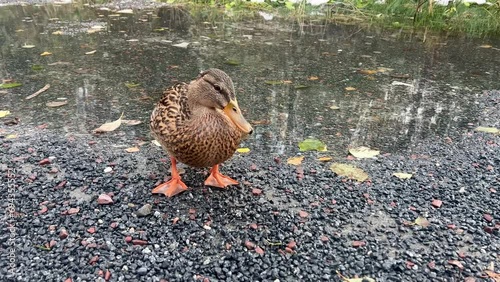 beautiful duck walking through the puddles