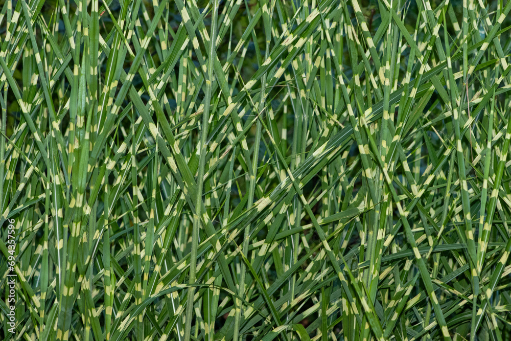  Tall ornamental grasses flourishing in a beautiful garden.