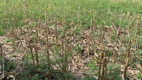 4k video of Dead empty corn fields with cracked soil due to drought in Yogyakarta, Java, Indonesia. Global warming, climate change, extreme weather, el nino la nina. Corn fields after harvest season.