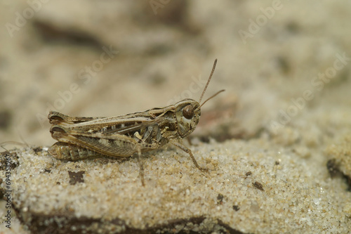 Natural closeup on the mottled grasshopper. Myrmeleotettix maculatus sitting on the ground © Henk