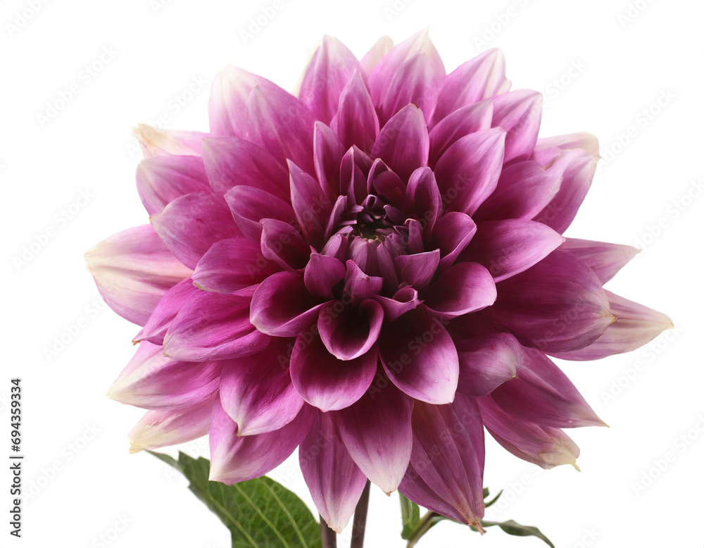Dahlie Blume isoliert auf weißem Hintergrund freisteller