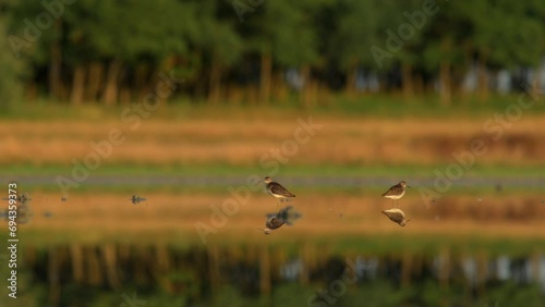 Common snipe - Gallinago gallinago