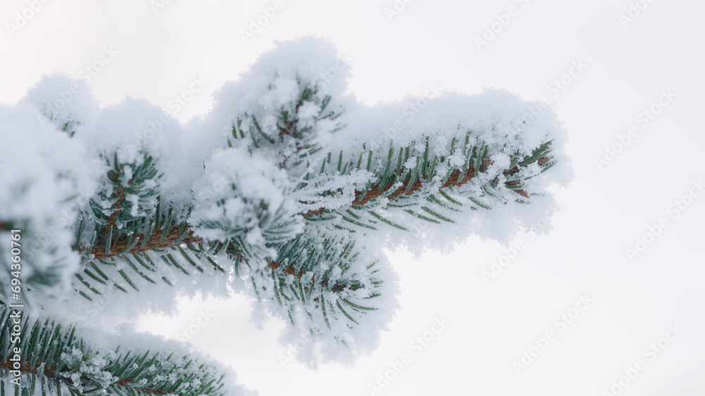 closeup shot of hoarfrost covered spruce tree branches