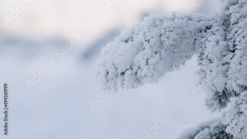 closeup shot of hoarfrost covered spruce tree branches