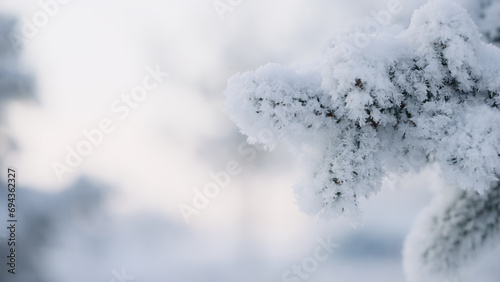 closeup shot of hoarfrost covered spruce tree branches © GCapture