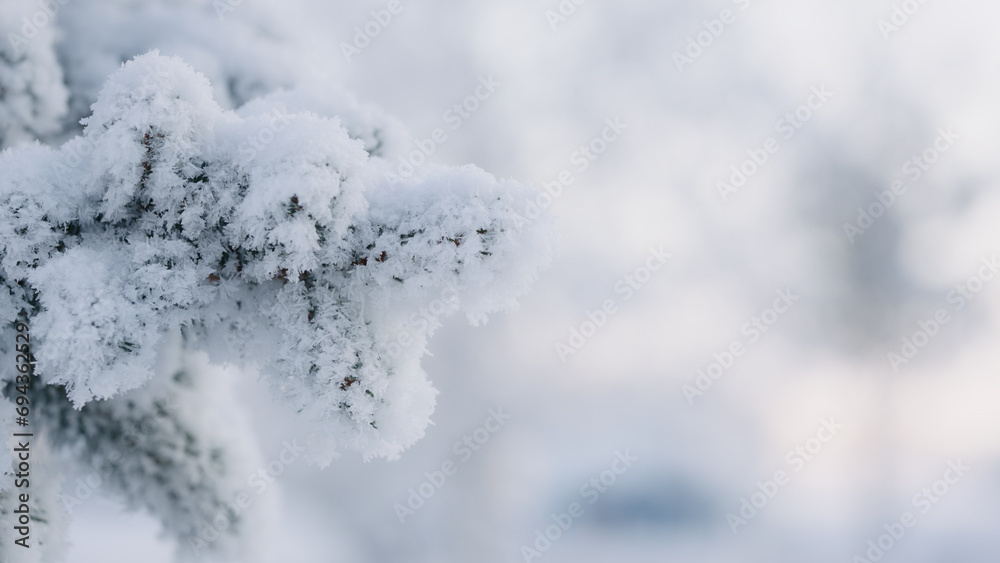 closeup shot of hoarfrost covered spruce tree branches