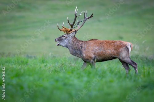 Red Deer  Cervus elaphus  walking on the meadow