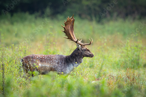 Fallow deer male (dama dama) in the forest.  © Branislav