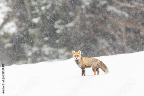 Red fox (Vulpes vulpes) on winter forest meadow in snowfall. Red Fox in winter time. Wildlife scenery . 