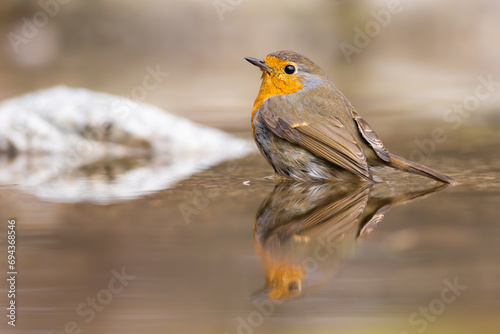 European robin (Erithacus rubecula) bathes. Orange songbird with mirror reflection in water surface.	

