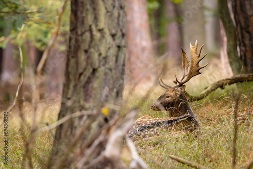 Fallow deer male (dama dama) in autumn fores