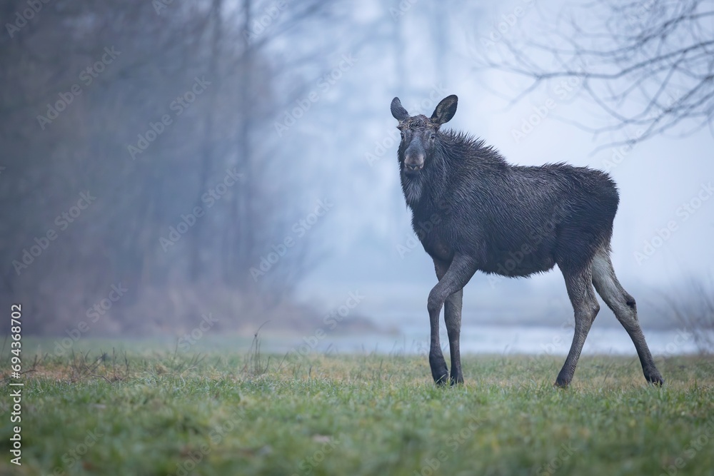 The moose (elk), Alces alces, Biebrzanski National Park, Poland. The moose (elk), Alces alces, Biebrzanski National Park, Poland.