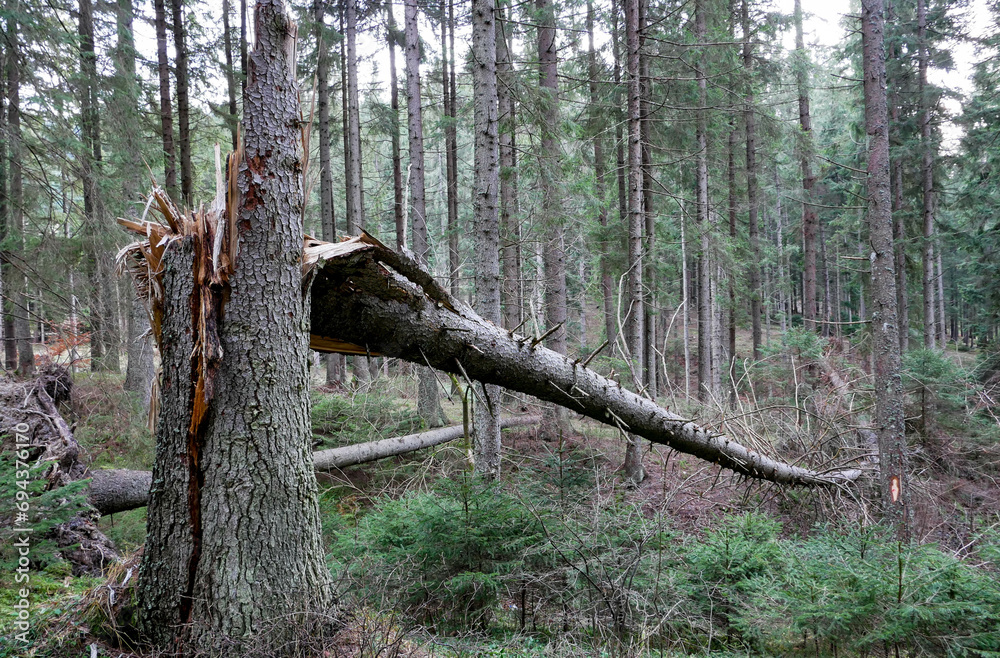 Cleaved, broken huge pine tree in the dense forest in the Carpathian mountains. Cleaved, broken huge pine tree in the dense forest in the Carpathian mountains.