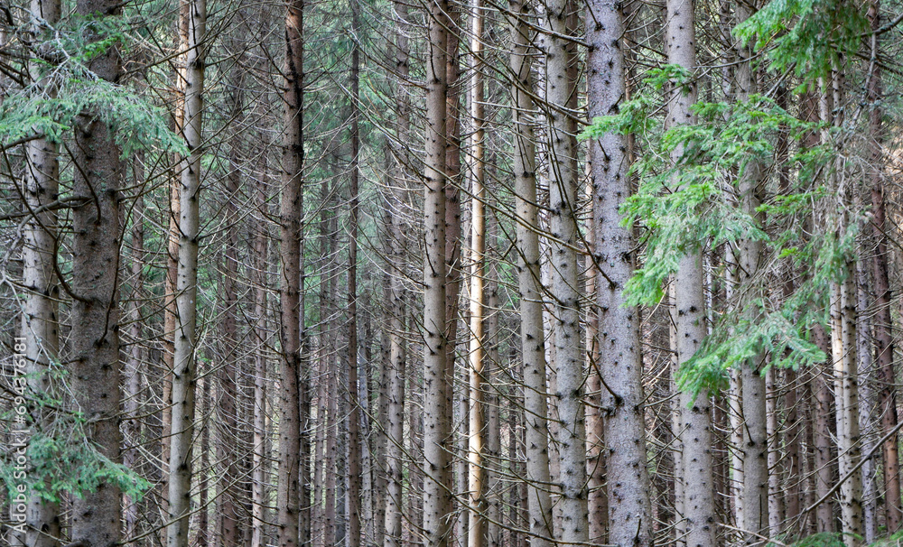 Dense young pine forest close up shot, image for natural background. Dense young pine forest close up shot, image for natural background.