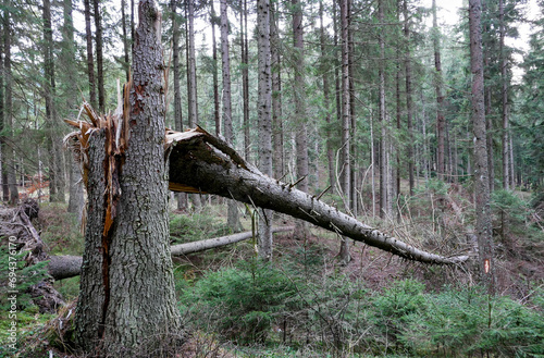 Cleaved, broken huge pine tree in the dense forest in the Carpathian mountains.