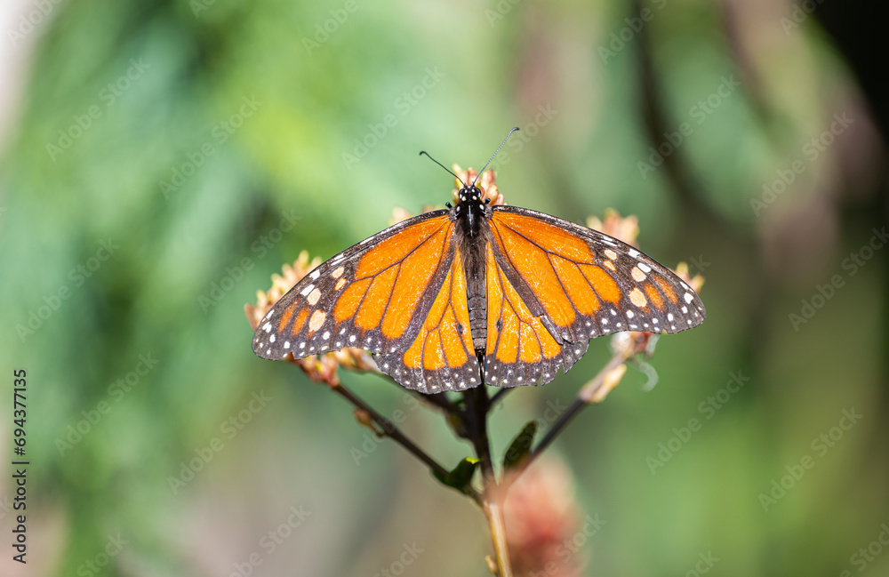 beautiful butterfly beautiful butterfly