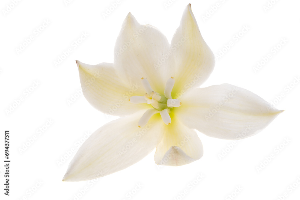 Yucca flowers isolated