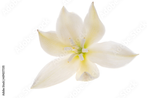 Yucca flowers isolated