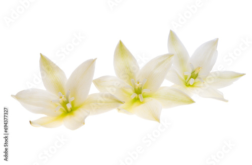 Yucca flowers isolated