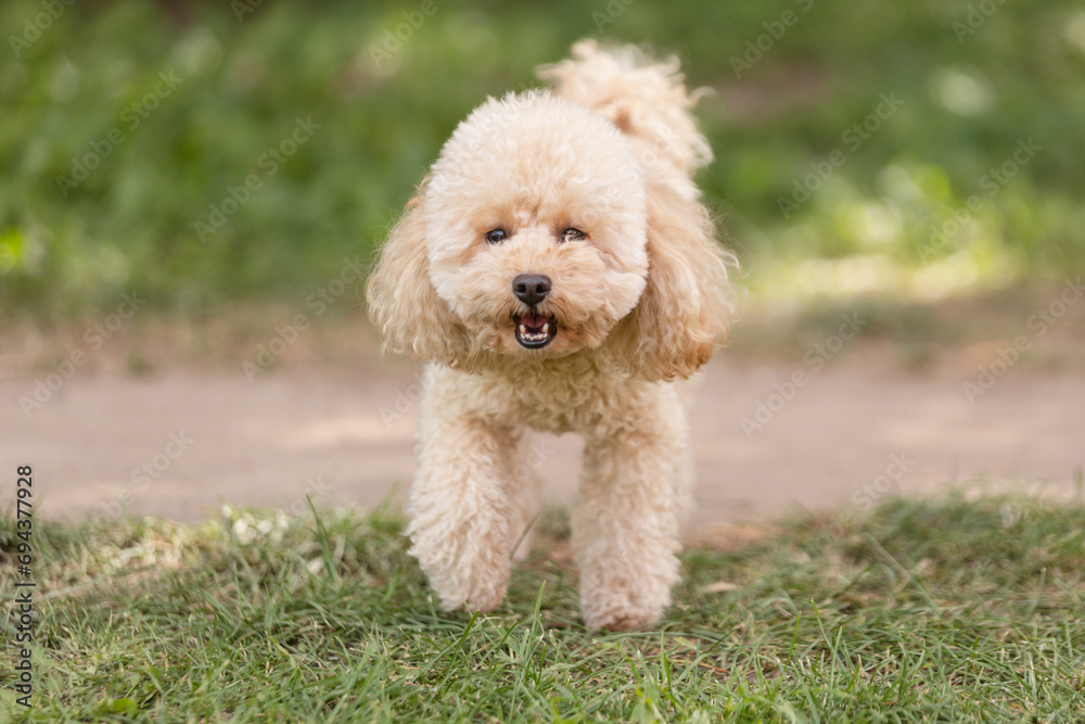 A curly, shaggy apricot-colored toy poodle puppy has fun in the summer on a walk - a lawn and a lake for a walk with the dog