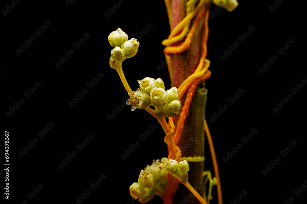 twining stem of Parasitic plant Dodder