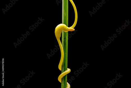 twining stem of Parasitic plant Dodder