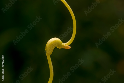 twining stem of Parasitic plant Dodder