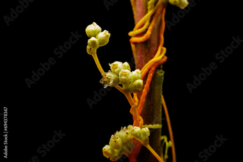 Obraz na płótnie twining stem of Parasitic plant Dodder w salonie