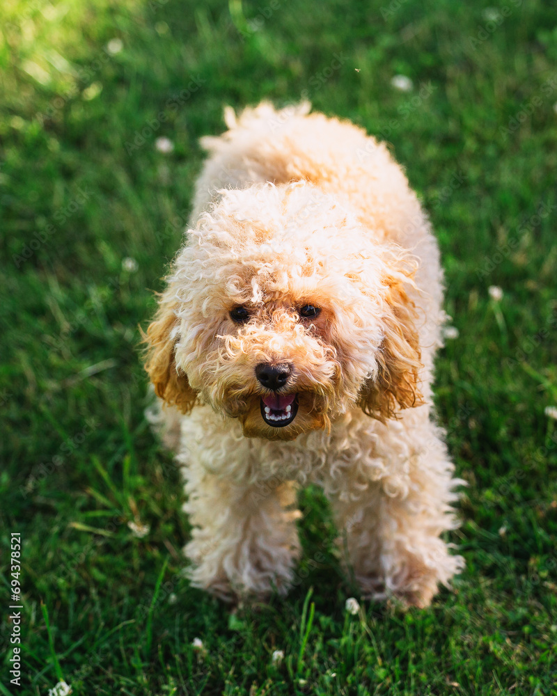 A curly, shaggy apricot-colored toy poodle puppy has fun in the summer on a walk - a lawn and a lake for a walk with the dog A curly, shaggy apricot-colored toy poodle puppy has fun in the summer on a walk - a lawn and a lake for a walk with the dog