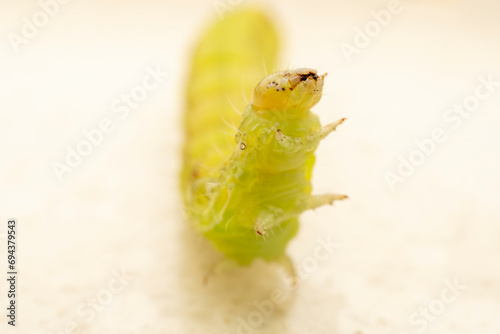 Lepidoptera Noctuidae insect larvae inhabits the leaves of wild plants