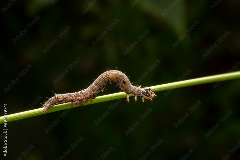 Lepidoptera larvae crawl on the leaves of wild plants for food Lepidoptera larvae crawl on the leaves of wild plants for food
