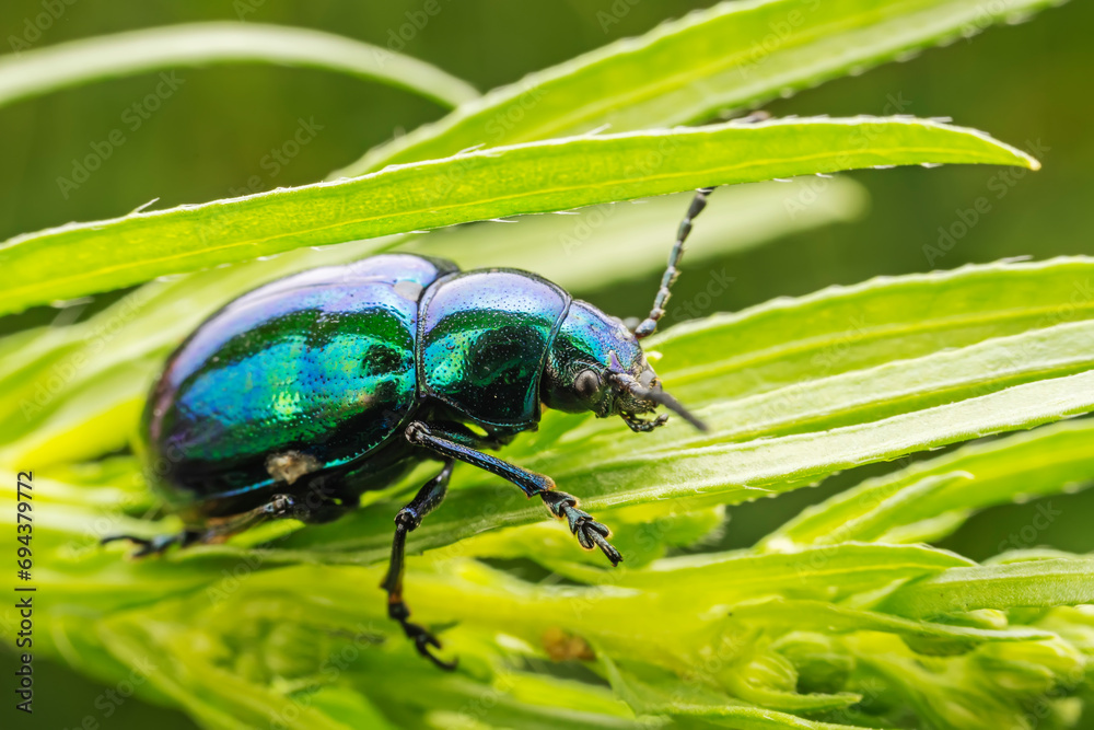 leaf beetle inhabiting on the leaves of wild plants leaf beetle inhabiting on the leaves of wild plants