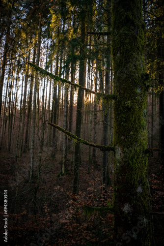 Tree with moss and sun in background