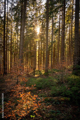 Fototapeta Naklejka Na Ścianę i Meble -  Wald im Herbst, Waldlicht