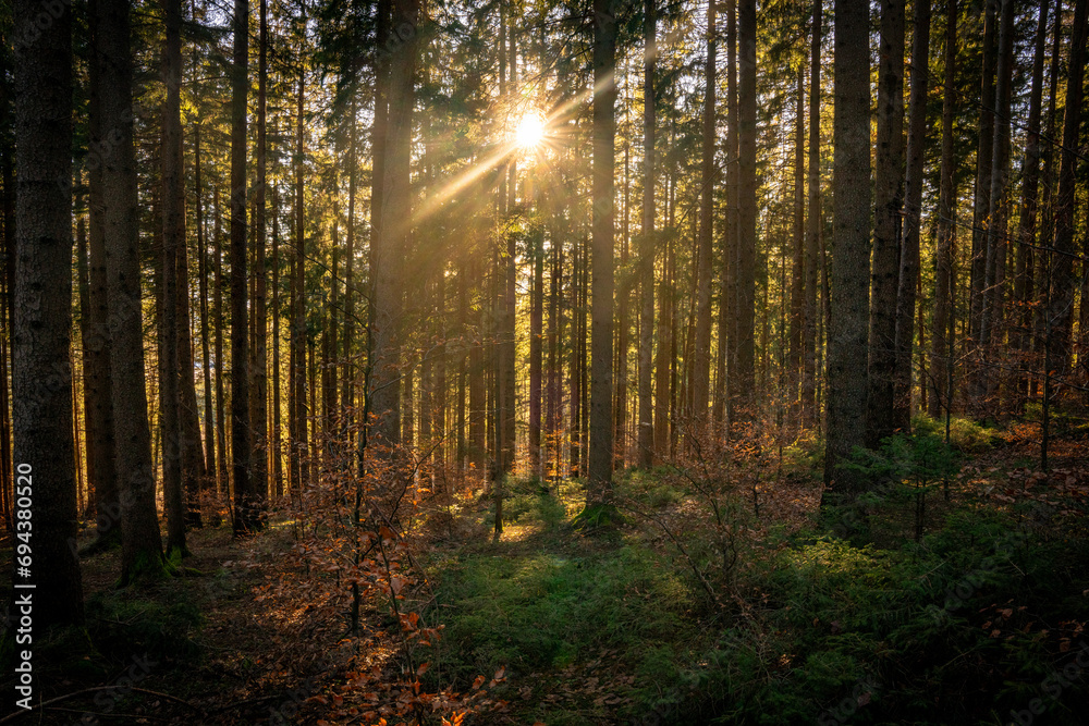 Fototapeta premium Wald im Herbst, Waldlicht