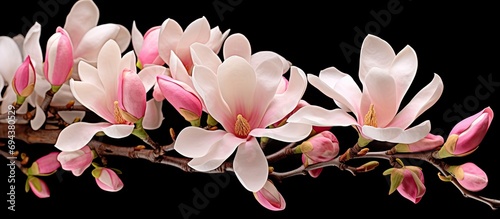 Magnolia champaca  or champak  is appreciated for its aromatic blossoms and woodworking timber.
