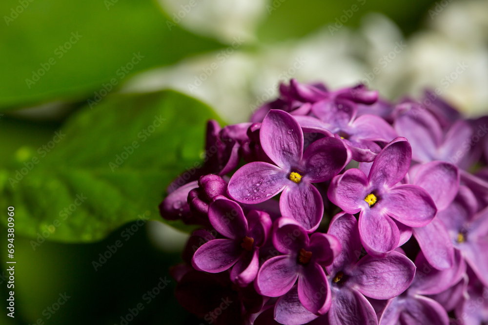 Pink lilac flowers in macro view, lilac blooms Pink lilac flowers in macro view, lilac blooms