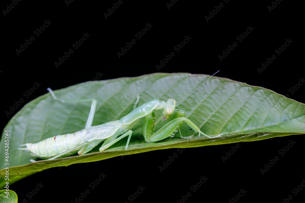 Mantis inhabits the leaves of wild plants