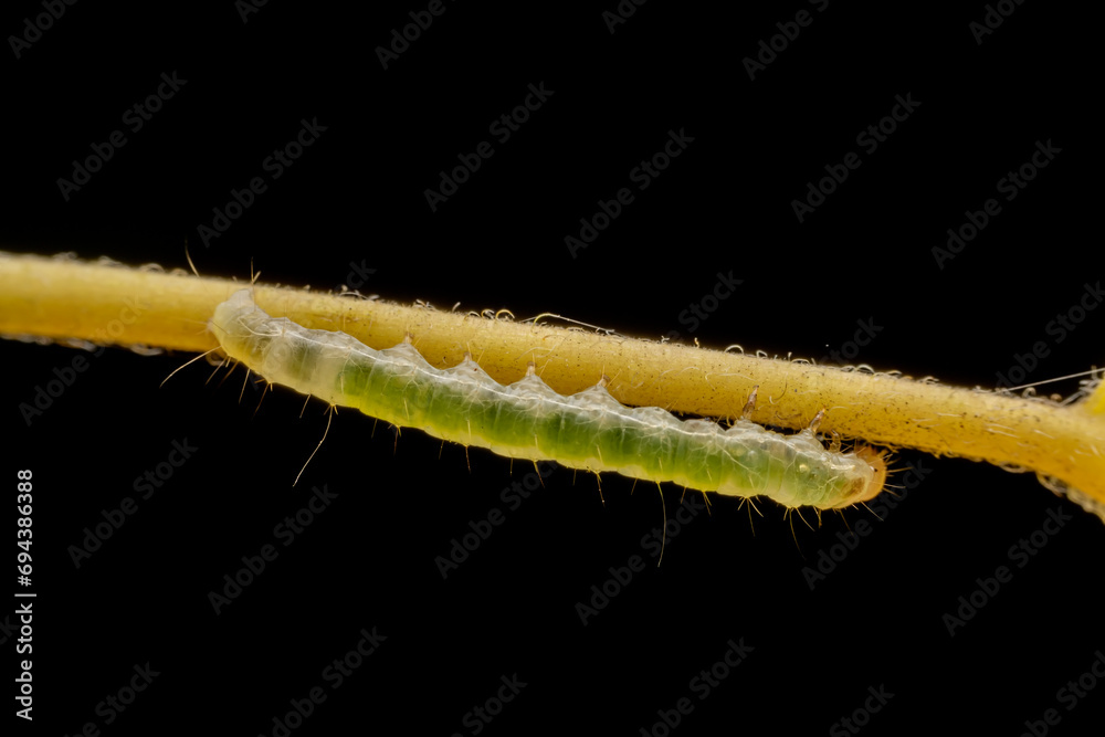 Fototapeta premium Notodontidae larvae inhabits the leaves of wild plants