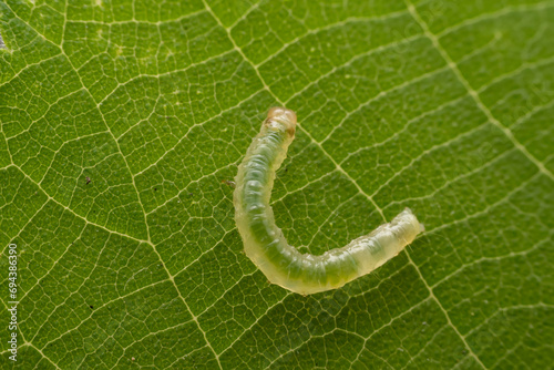 Notodontidae larvae inhabits the leaves of wild plants photo