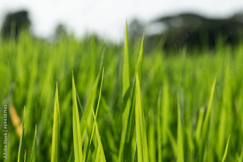 close up of green grass