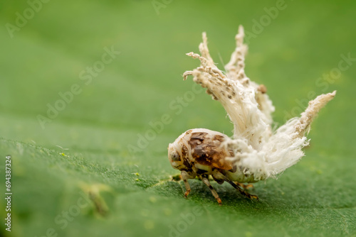planthopper inhabiting on the leaves of wild plants © zhang yongxin