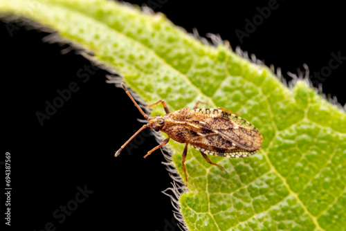 lace bug inhabits the leaves of wild plants photo