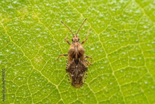 lace bug inhabits the leaves of wild plants