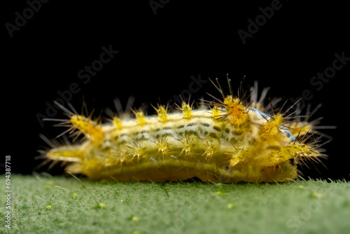 Limacodidae larva inhabits the leaves of wild plants