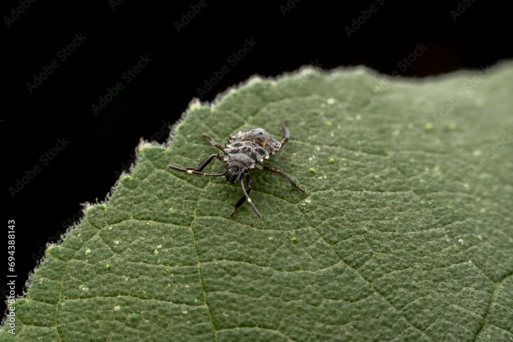 Stinkbug nymph inhabits the leaves of wild plants Stinkbug nymph inhabits the leaves of wild plants